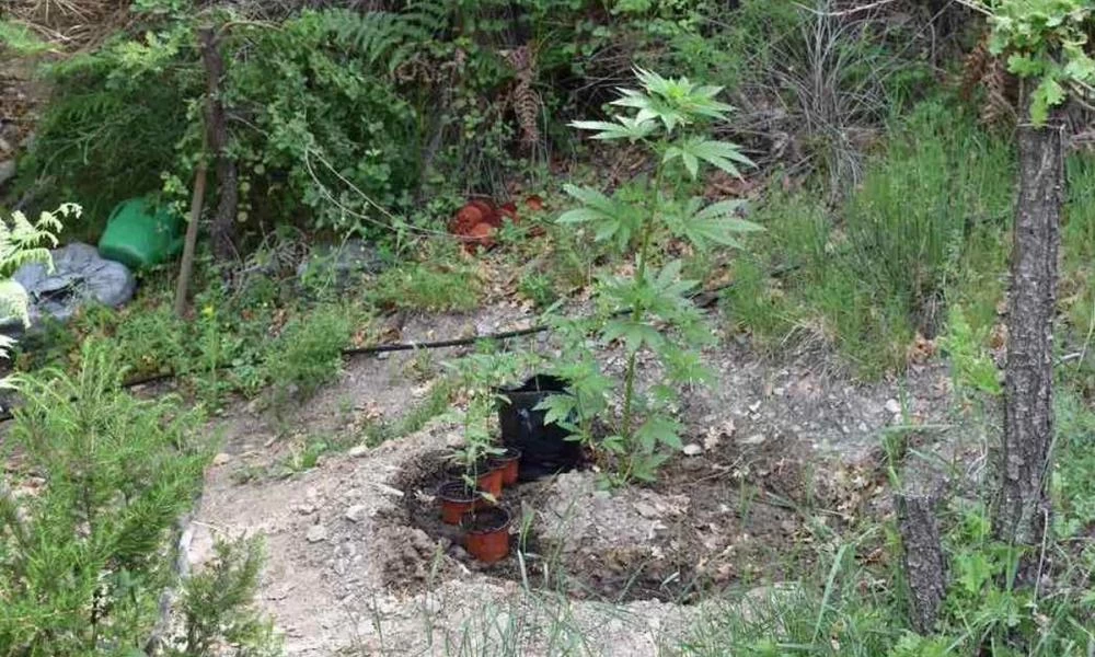Καλαμάτα: Συνελήφθη 57χρονος που καλλιεργούσε φυτεία κάνναβης σε δασική έκταση